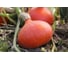 Керлинг F1 семена тыквы 100 шт ЭС мини ELITE PLANT-BREEDING & SEED PRODUCTION Co. 1071860365 2