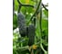 Бомбардир F1 семена огурца 100 шт ЭС мини ELITE PLANT-BREEDING & SEED PRODUCTION Co. 1071854633 2