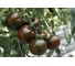 Виагра семена томата 20 шт ЭС мини ELITE PLANT-BREEDING & SEED PRODUCTION Co. 1999947945 3