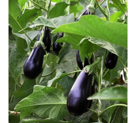 Боггарт F1 семена баклажана 50 шт ЭС мини ELITE PLANT-BREEDING & SEED PRODUCTION Co. 1071854134