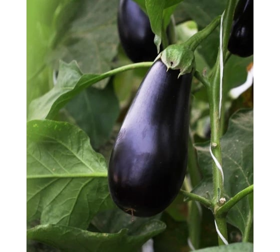 Боггарт F1 семена баклажана 50 шт ЭС мини ELITE PLANT-BREEDING & SEED PRODUCTION Co. 1071854134