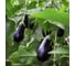 Боггарт F1 семена баклажана 50 шт ЭС мини ELITE PLANT-BREEDING & SEED PRODUCTION Co. 1071854134 2