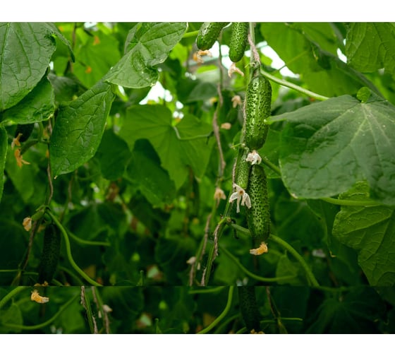 Киборг F1 семена огурца 500 шт ЭС мини ELITE PLANT-BREEDING & SEED PRODUCTION Co. 1071860300