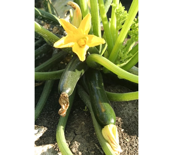 Велиж F1 семена кабачка 100 шт ЭС мини ELITE PLANT-BREEDING & SEED PRODUCTION Co. 1071860358