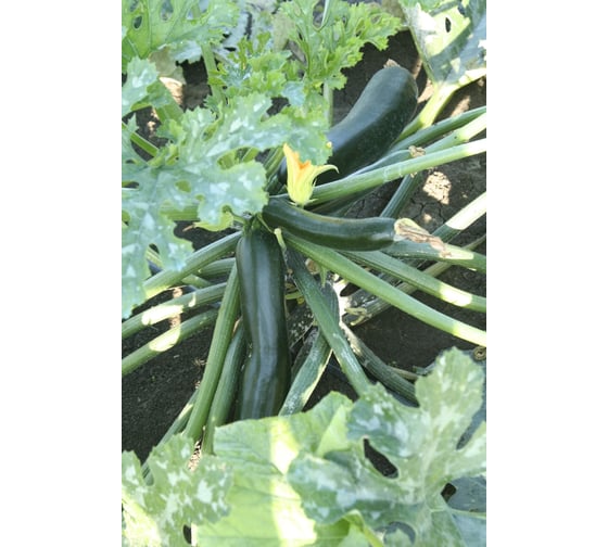 Велиж F1 семена кабачка 100 шт ЭС мини ELITE PLANT-BREEDING & SEED PRODUCTION Co. 1071860358