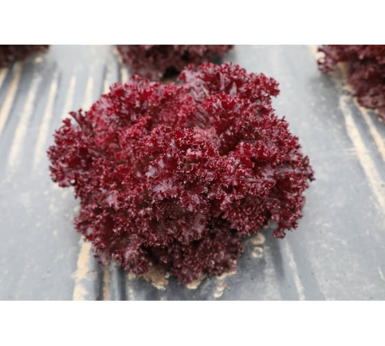 Грейс семена салата лоло-россо красного 5 г ЭС мини ELITE PLANT-BREEDING & SEED PRODUCTION Co. 1070008417