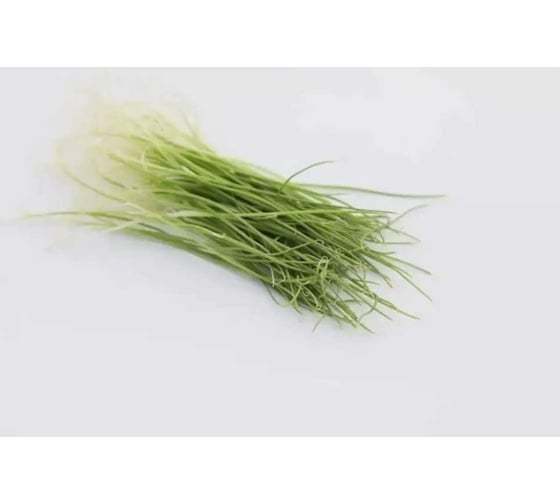 Гульден семена лука батуна (на зелень) 50 г ЭС ELITE PLANT-BREEDING & SEED PRODUCTION Co. 1026995418