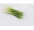 Гульден семена лука батуна (на зелень) 50 г ЭС ELITE PLANT-BREEDING & SEED PRODUCTION Co. 1026995418 3