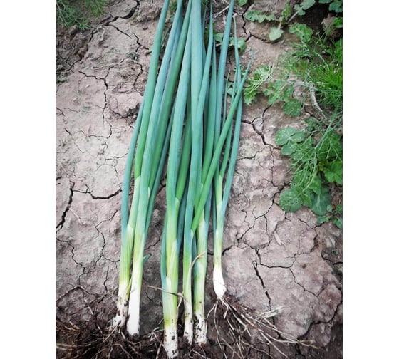 Капитал семена лука батуна (на зелень) 50 г ЭС ELITE PLANT-BREEDING & SEED PRODUCTION Co. 10710868
