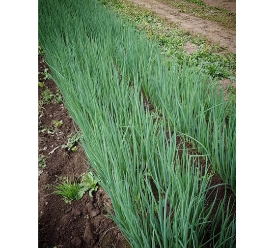 Капитал семена лука батуна (на зелень) 50 г ЭС ELITE PLANT-BREEDING & SEED PRODUCTION Co. 10710868
