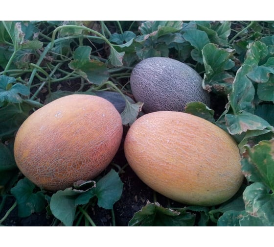 Гривна F1 семена дыни 20 шт ЭС мини ELITE PLANT-BREEDING & SEED PRODUCTION Co. 1026995339