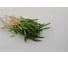 Гудвин семена шпината 10 г ЭС мини ELITE PLANT-BREEDING & SEED PRODUCTION Co. 1999945061 3