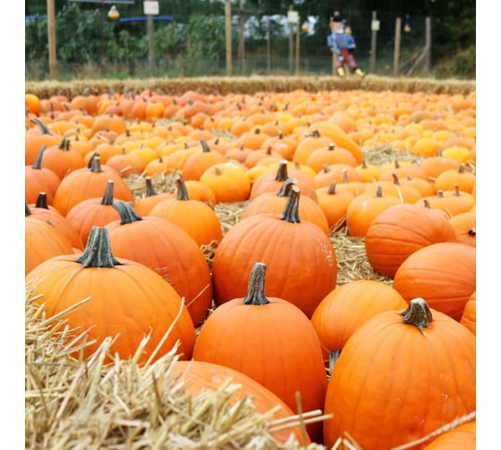Кинг Сайз семена тыквы 100 шт ЭС ELITE PLANT-BREEDING & SEED PRODUCTION Co. 1026995221