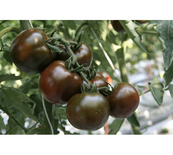 Виагра семена томата 100 шт ЭС мини ELITE PLANT-BREEDING & SEED PRODUCTION Co. 1026993586