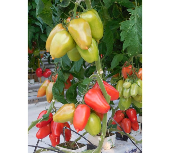Гусарский F1 семена томата 100 шт ЭС мини ELITE PLANT-BREEDING & SEED PRODUCTION Co. 1026993655