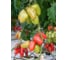 Гусарский F1 семена томата 100 шт ЭС мини ELITE PLANT-BREEDING & SEED PRODUCTION Co. 1026993655 2
