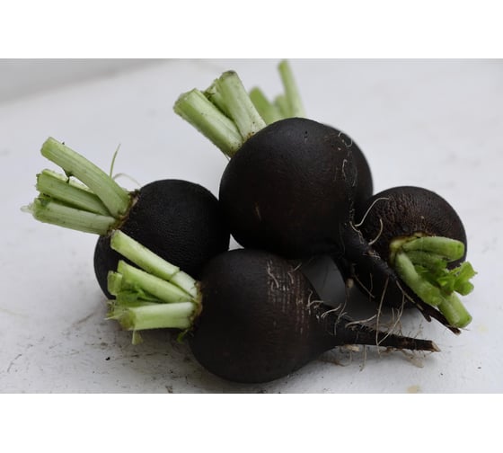 Карбон семена редьки черной 20 г ЭС мини ELITE PLANT-BREEDING & SEED PRODUCTION Co. 1026995261