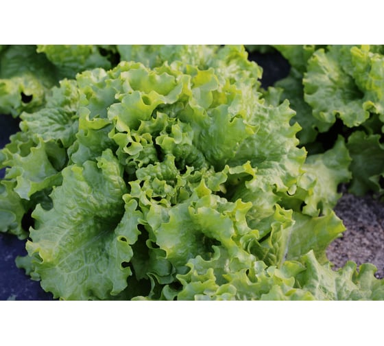 Гейзер семена салата батавия светло-зеленого 20 г ЭС мини ELITE PLANT-BREEDING & SEED PRODUCTION Co. 1071860360