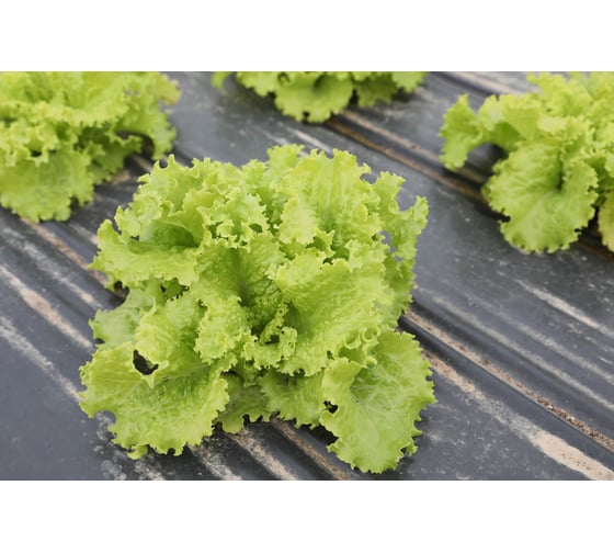 Гейзер семена салата батавия светло-зеленого 20 г ЭС мини ELITE PLANT-BREEDING & SEED PRODUCTION Co. 1071860360