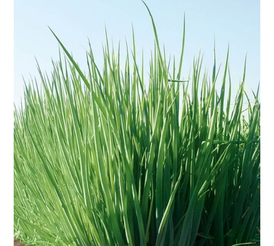 Гульден семена лука батуна (на зелень) 1000 г ЭС (банка) ELITE PLANT-BREEDING & SEED PRODUCTION Co. 10717124