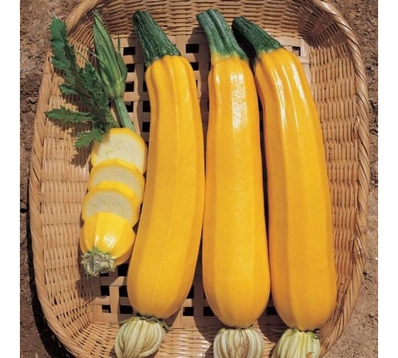 Кенар F1 семена кабачка 100 шт ЭС мини ELITE PLANT-BREEDING & SEED PRODUCTION Co. 1071860364
