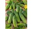 Заначка F1 семена огурца 500 шт ЭС мини ELITE PLANT-BREEDING & SEED PRODUCTION Co. 1071860291 2