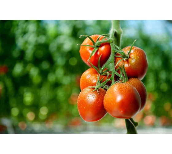 Иман F1 семена томата 100 шт ЭС мини ELITE PLANT-BREEDING & SEED PRODUCTION Co. 1026996124
