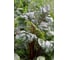 Гранат семена мангольда 40 г ЭС ELITE PLANT-BREEDING & SEED PRODUCTION Co. 1999942165 2