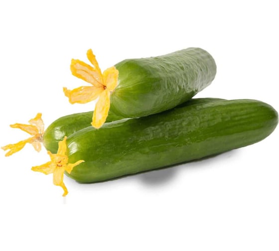 Ермак F1 семена огурца 100 шт ЭС мини ELITE PLANT-BREEDING & SEED PRODUCTION Co. 10710958