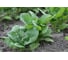 Гудвин семена шпината 40 г ЭС ELITE PLANT-BREEDING & SEED PRODUCTION Co. 191225092 2