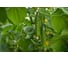 Колорит F1 семена огурца 100 шт ЭС мини ELITE PLANT-BREEDING & SEED PRODUCTION Co. 1026993681 2