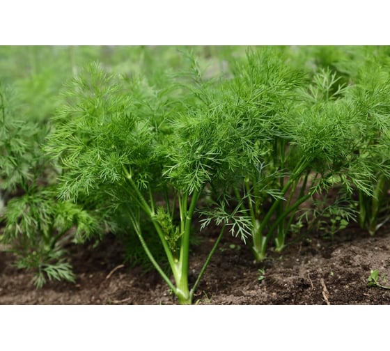 Изумруд семена укропа 50 г ЭС ELITE PLANT-BREEDING & SEED PRODUCTION Co. 1026995455