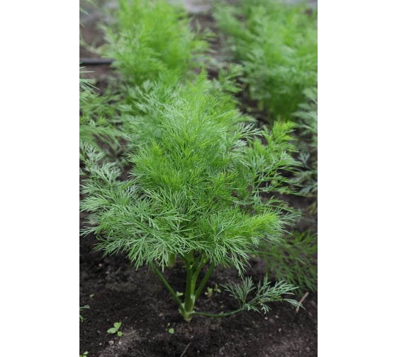 Изумруд семена укропа 50 г ЭС ELITE PLANT-BREEDING & SEED PRODUCTION Co. 1026995455
