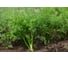 Изумруд семена укропа 50 г ЭС ELITE PLANT-BREEDING & SEED PRODUCTION Co. 1026995455 2