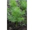 Изумруд семена укропа 50 г ЭС ELITE PLANT-BREEDING & SEED PRODUCTION Co. 1026995455 3