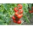 Изабель F1 семена томата 100 шт ЭС мини ELITE PLANT-BREEDING & SEED PRODUCTION Co. 1026993603 2