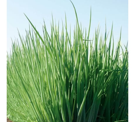 Гульден семена лука батуна (на зелень) 10 г ЭС мини ELITE PLANT-BREEDING & SEED PRODUCTION Co. 1999942735