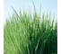 Гульден семена лука батуна (на зелень) 10 г ЭС мини ELITE PLANT-BREEDING & SEED PRODUCTION Co. 1999942735 1