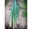 Капитал семена лука батуна (на зелень) 10 г ЭС мини ELITE PLANT-BREEDING & SEED PRODUCTION Co. 10710867 2