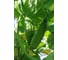 Казанова F1 семена огурца 500 шт ЭС мини ELITE PLANT-BREEDING & SEED PRODUCTION Co. 1071855765 2