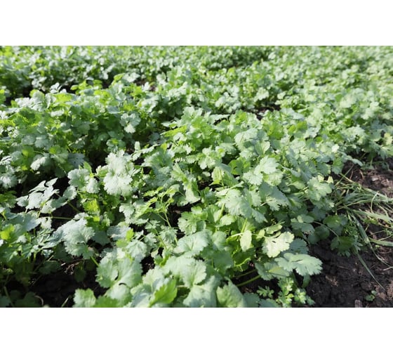 Кин-дза-дза семена кориандра 40 г ЭС ELITE PLANT-BREEDING & SEED PRODUCTION Co. 1911030