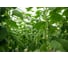 Канцлер F1 семена огурца 20 шт ЭС мини ELITE PLANT-BREEDING & SEED PRODUCTION Co. 1026994993 2