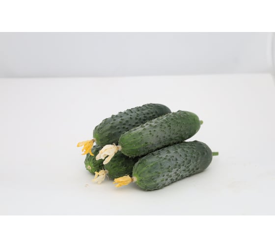 Квест F1 семена огурца 500 шт ЭС мини ELITE PLANT-BREEDING & SEED PRODUCTION Co. 1070015586