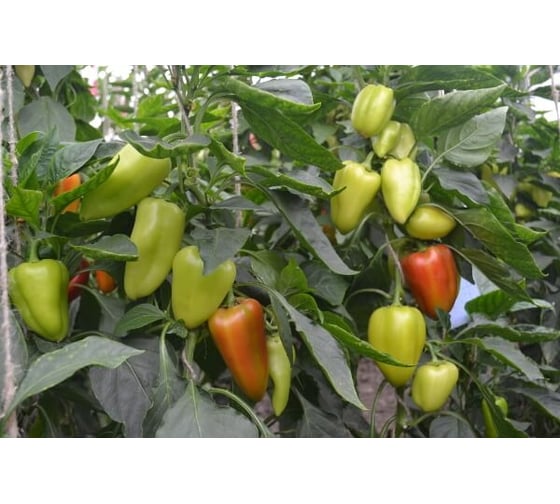 Кондор семена перца сладкого 50 г ЭС ELITE PLANT-BREEDING & SEED PRODUCTION Co. 1026995421