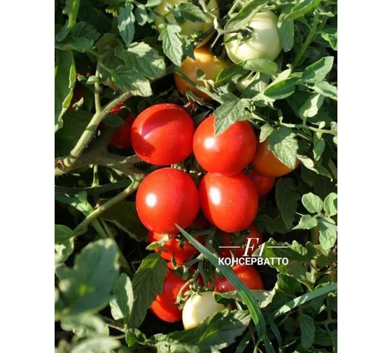 Консерватто F1 семена томата 500 шт ЭС мини ELITE PLANT-BREEDING & SEED PRODUCTION Co. 1071860366