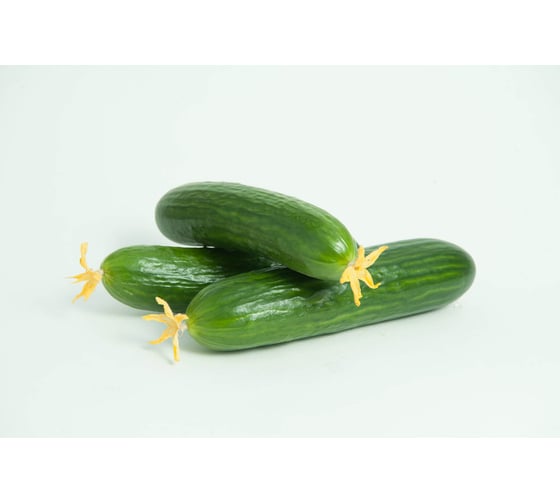 Аврора F1 семена огурца 500 шт ЭС мини ELITE PLANT-BREEDING & SEED PRODUCTION Co. 1071860754