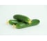 Аврора F1 семена огурца 500 шт ЭС мини ELITE PLANT-BREEDING & SEED PRODUCTION Co. 1071860754 2