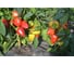 Кубано F1 семена перца сладкого 100 шт ЭС мини ELITE PLANT-BREEDING & SEED PRODUCTION Co. 1026995308 1