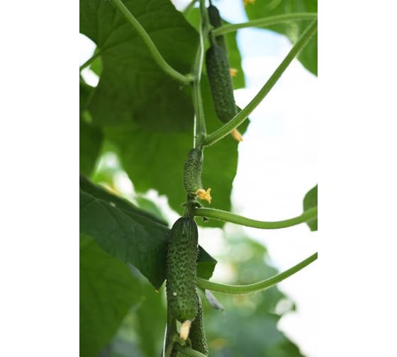 Киборг F1 семена огурца 20 шт ЭС мини ELITE PLANT-BREEDING & SEED PRODUCTION Co. 1026993677