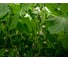 Киборг F1 семена огурца 20 шт ЭС мини ELITE PLANT-BREEDING & SEED PRODUCTION Co. 1026993677 2